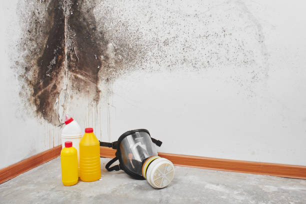 Crawl Space Mold Removal in Los Chaves, NM
