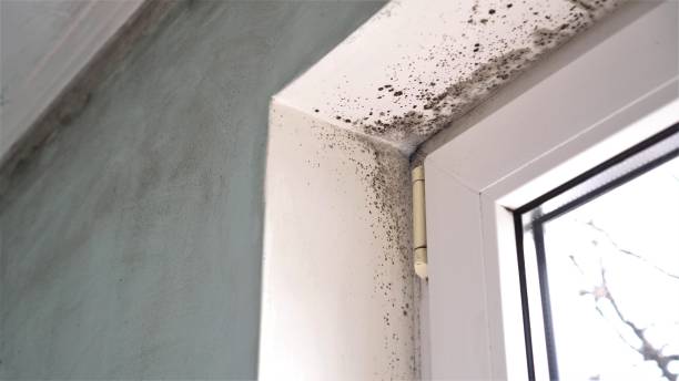Best Professional Mold Removal  in Los Chaves, NM