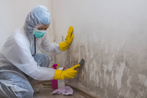 Best Mold Damage Repair  in Los Chaves, NM
