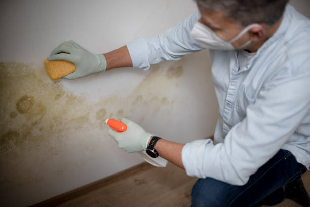 Best Mold Removal and Inspection  in Los Chaves, NM