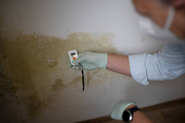 Best Affordable Mold Removal  in Los Chaves, NM
