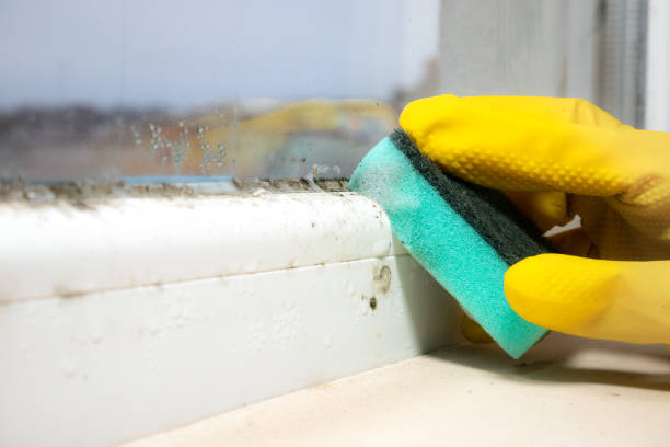 Professional Mold Removal in Los Chaves, NM