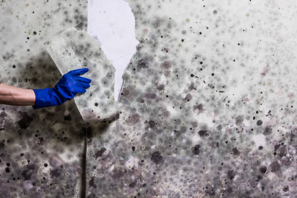 Mold Testing and Removal in Los Chaves, NM
