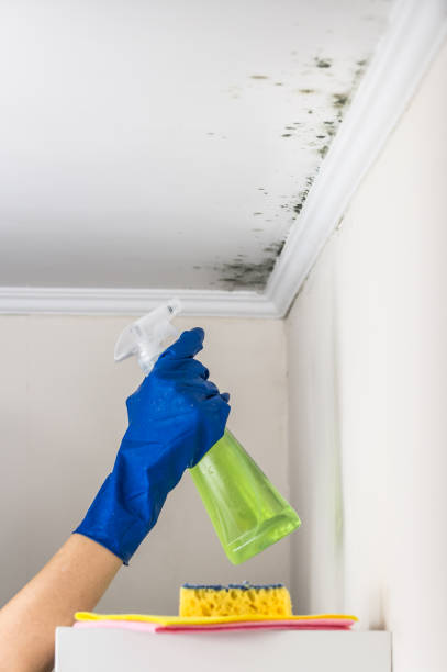 Best Mold Testing and Removal  in Los Chaves, NM