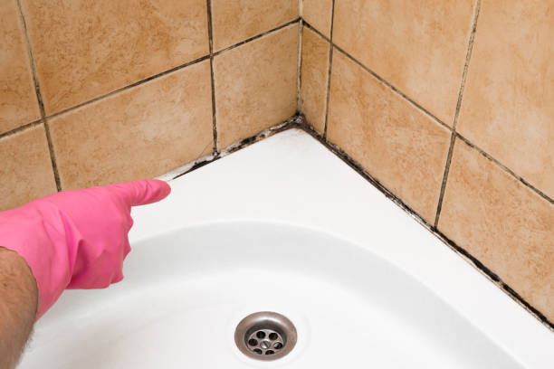 Best Affordable Mold Removal  in Los Chaves, NM